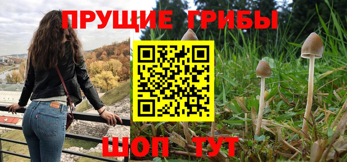 Псилоцибиновые грибы Psilocybine cubensis Новоуральск